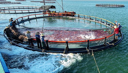 32項全省第一 畜牧漁業飼料產業實現跨越式發展